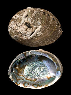 California Marine Life Drucke: Green abalone shells C016 / 6054