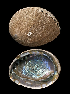 California Marine Life Drucke: Green abalone shells C016 / 6055