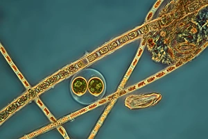 Light Microscopy Images Drucke: Green algae, light micrograph C016 / 8595