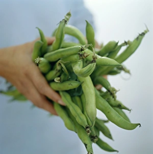 Plant Identification Guide Drucke: Green beans