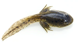 Grüner Froschlarfkeil