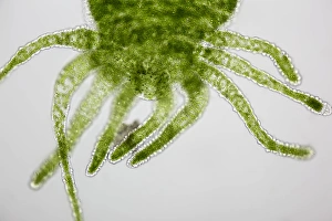 Light Micrograph Images Drucke: Green hydra, light micrograph C014 / 4678