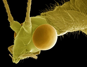 Scanning Electron Micrograph Insects Drucke: Green lacewing, SEM