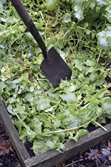 Sustainable Gardening Practices Drucke: Green manure