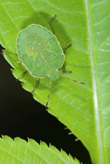 Green Leaf Insects Drucke: Green shield bug