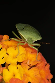 Nezara Viridula Drucke: Green stink bug