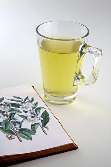 Green Tea Benefits Drucke: Green Tea