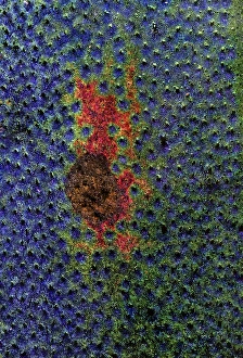 Green Tiger Beetle Drucke: Green tiger beetle wing