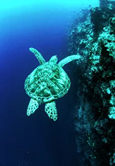 Grüne Schildkröte