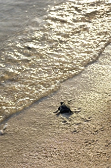Vulnerable Sea Turtles Drucke: Green turtle hatchling
