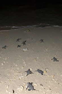 Sea Turtle Conservation Drucke: Green turtle hatchlings