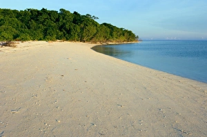 Turtle Conservation Efforts Drucke: Green turtle nesting beach