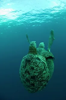 Sea Turtle Conservation Drucke: Green turtles mating