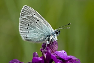 Glaucopsyche Alexis Drucke: Green-underside Blue Butterfly