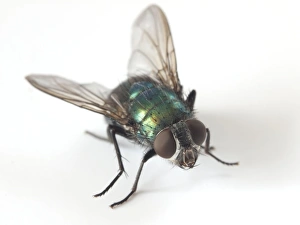 Garden Pests UK Drucke: Greenbottle fly