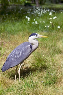 UK Wildlife Photos Drucke: Grey heron