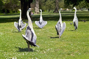 UK Wildlife Photos Drucke: Grey herons