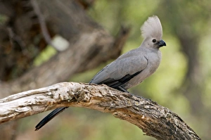 Namibia Wildlife Photos Drucke: Grey lourie