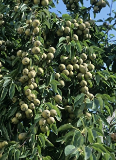 Fruit Tree Photos Drucke: Grey pears