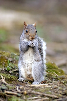 UK Mammals Drucke: Grey Squirrel C013 / 6974
