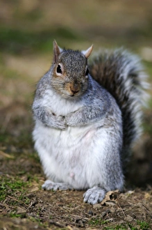 Spring Wildlife UK Drucke: Grey squirrel sitting on the ground