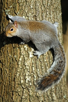 UK Wildlife Drucke: Grey squirrel on a tree
