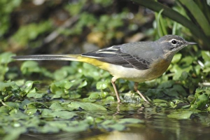 Birdwatching In The UK Drucke: Grey Wagtail in stream