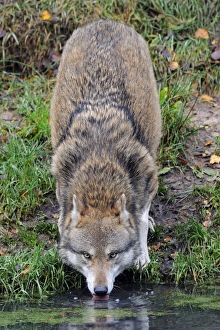North American Wolves Drucke: Grey wolf drinking C018 / 2555