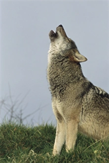 Canis Lupus Habitat Drucke: Grey wolf howling