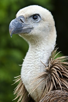 Mediterranean Wildlife Drucke: Griffon vulture
