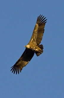 Large Bird Of Prey Drucke: Griffon vulture in flight