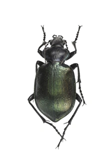 Ground Beetle Species Drucke: Ground beetle C016 / 2096