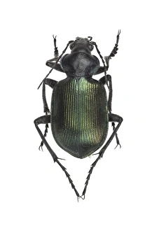 Ground Beetle Species Drucke: Ground beetle C016 / 2097