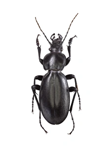 Beetle Images Drucke: Ground beetle C016 / 2098