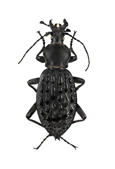 Beetle Images Drucke: Ground beetle C016 / 2099