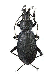 Ground Beetle Species Drucke: Ground beetle C016 / 2100