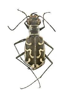 Ground Beetle Images Drucke: Ground beetle C016 / 2121