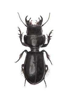 Ground Beetle Drucke: Ground beetle C016 / 2264