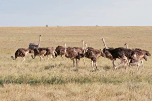 Tanzania Animal Pictures Drucke: Group of ostriches