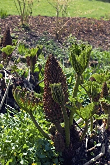 Giant Rhubarb Plant Drucke: Gunner manicata