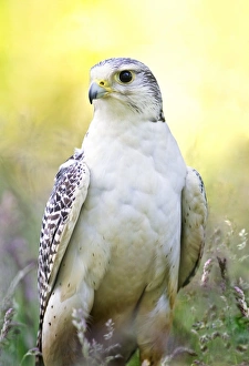 Drucke von Gyrufalken im Feld. Gyralfalke (Falco rusticolus) sind sehr große Falken die bis zu 61 Zentimeter lang und bis zu 1,4 Kilogramm schwer werden können, mit einem Flügenschwung von 110 bis 130 cm Bilder Datiert 2010 Dezember: Gyrfalcon