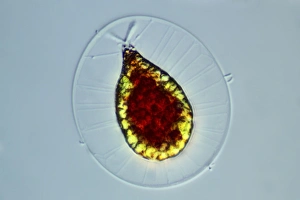 Light Microscopy Images Drucke: Haematococcus alga, light micrograph
