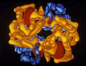 Molecular Biology Images Drucke: Haemoglobin molecule