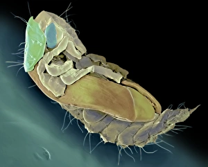 Scanning Electron Micrograph SEM Images Drucke: Ham beetle larva, SEM