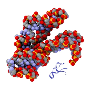 Molecular Model Drucke: Hammerhead ribozyme molecule