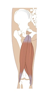 Bilder Datiert 18. Januar 2013: Sehnenanatomie am Hamstrings, Kunstwerk