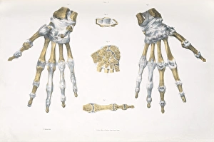 Human Skeletal System Drucke: Hand bones and ligaments