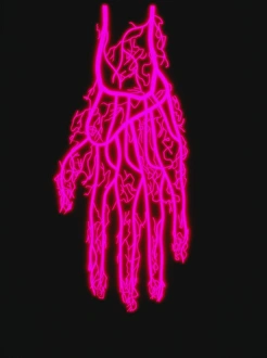 Human Hand Anatomy Drucke: Hand circulation