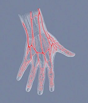 Drucke von Die Venen der Hand. Historische Darstellung der Vene des menschlichen Körpers, die Blut durch den Arm (nicht sichtbar) in das Handgelenk leitet und sich zu den Kapillaren der Finger teilt Bilder Datiert 2005 Dezember: Händenvenen