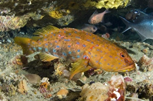 Coral Reef Fauna Drucke: Harlequin fish